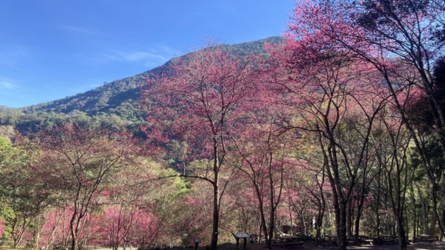中部賞櫻秘境 八仙山國家森林遊樂區山櫻花盛開