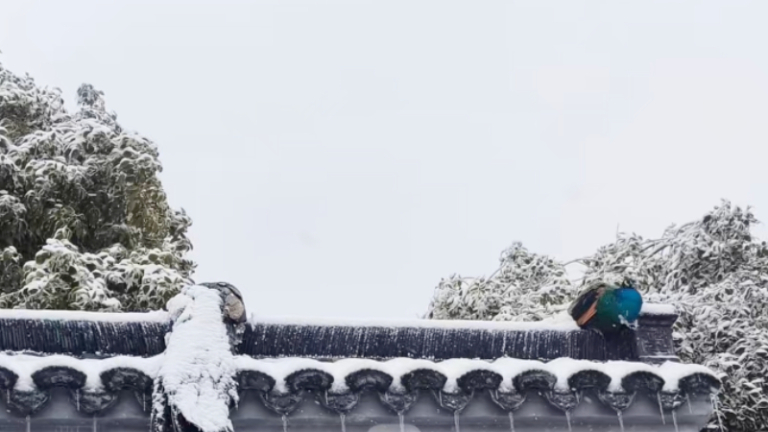 武漢暴雪凍雨 兩隻孔雀被冰凍在牆頂上（視頻）