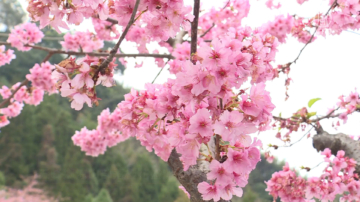 五峰鄉涼山部落櫻花盛開 有別平地賞櫻美景