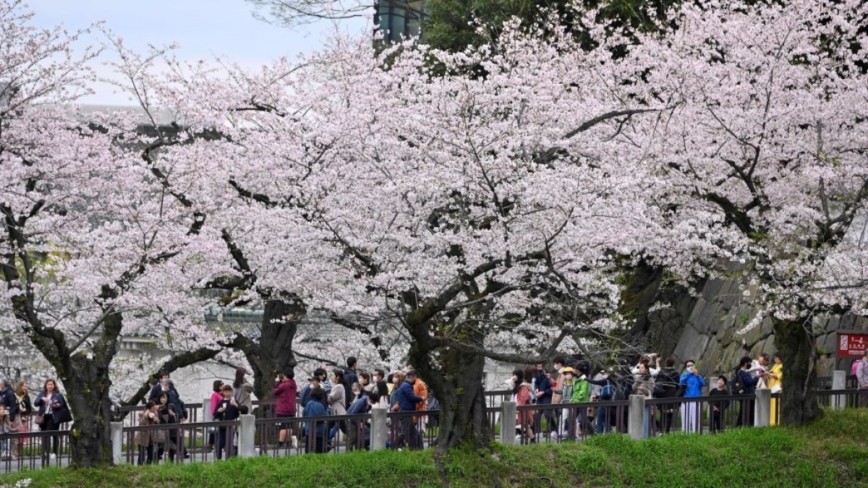 春天可能提前報到 日本東京櫻花最快3/17開花