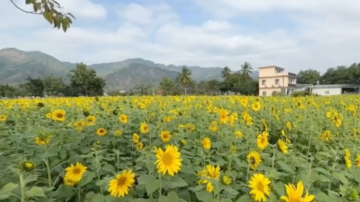 美濃花海開園 陳其邁邀民眾暢遊高雄東九區