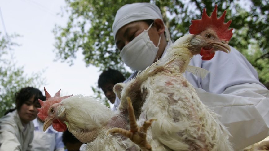 中国患者感染流感禽流感 六旬妇发病半月后死亡