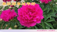 河北、山西法輪功學員恭祝李洪志大師新年好(30條)