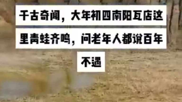 百年不遇 大年初四河南泥塘青蛙齊鳴（視頻）