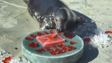 動物情人節大啖美食 鸚鵡調皮 海豹一口吞