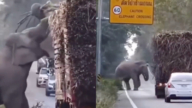泰國大象「收過路費」 每輛卡車扣下一根甘蔗（視頻）