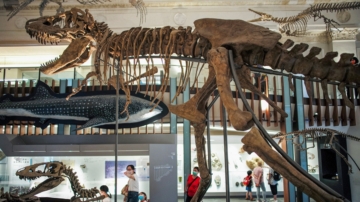 人類發現恐龍200周年 大量破解迷思搶先看