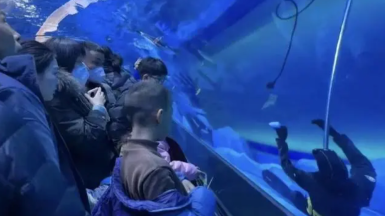 鄭州海洋館潛水員溺亡 員工冷漠 遊客以為是假人