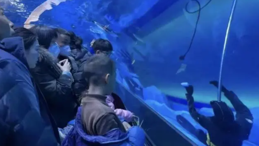 鄭州海洋館潛水員溺亡 員工冷漠 遊客以為是假人