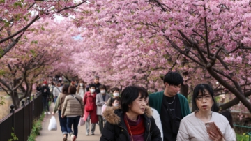 日本櫻花二月綻放 溫暖天氣讓人喜憂參半