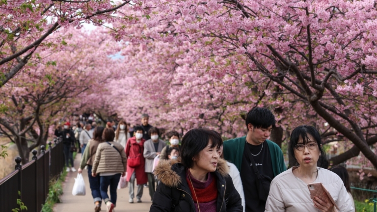 日本櫻花二月綻放 溫暖天氣讓人喜憂參半
