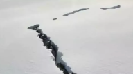 新疆狼群在雪中開路前行 罕見一幕被拍到（視頻）