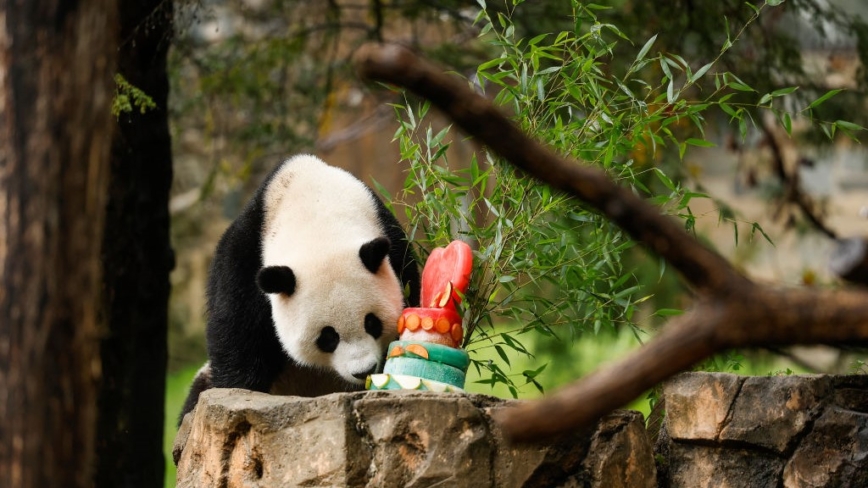 中共宣稱重啟「熊貓合作」  被罵：動物外交不要臉