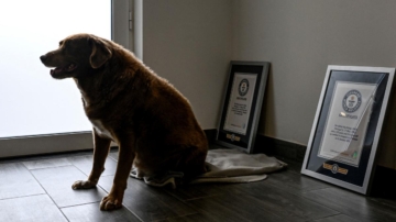 證據不足 世界最長壽狗狗「頭銜」被撤