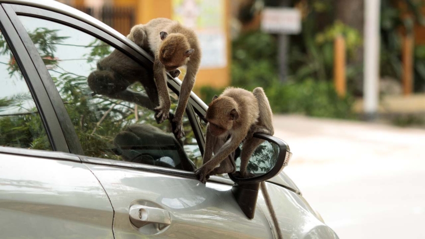 【网友评论精选】一群猴子抢了一台车 却不会开