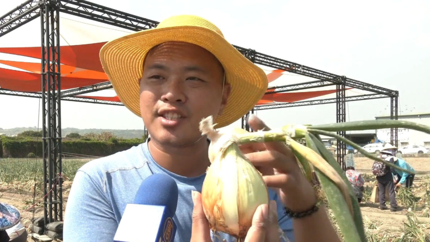 高雄林園洋蔥盛產 邀民眾體驗拔洋蔥