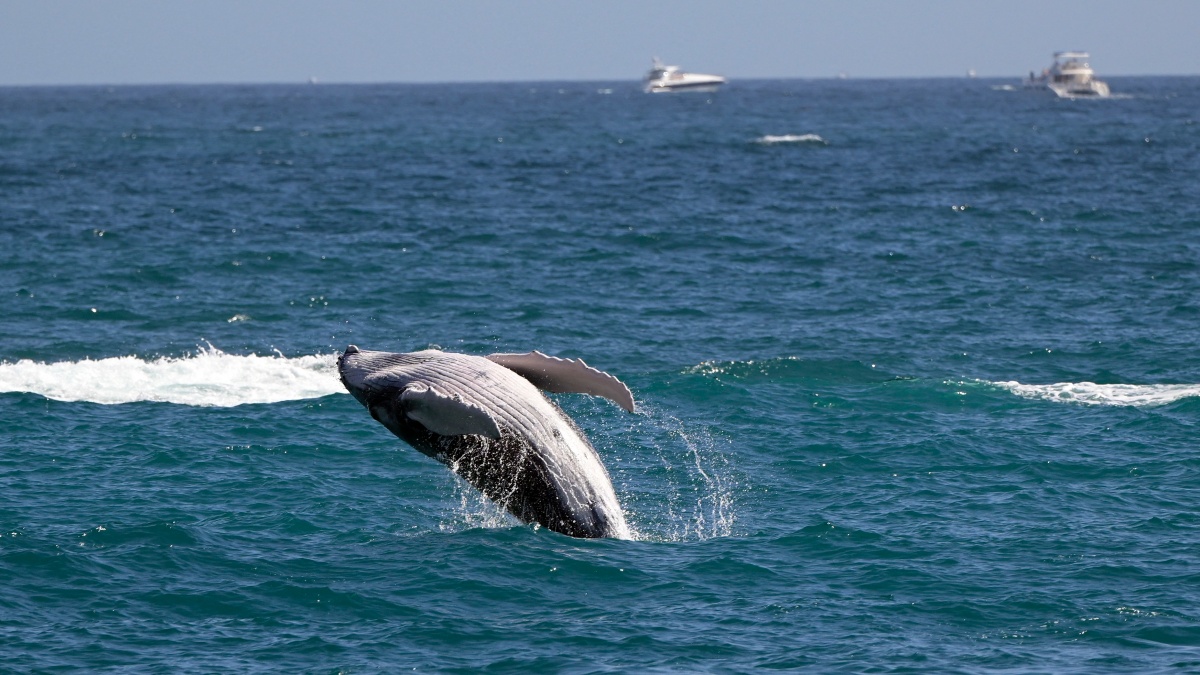 鲸鱼歌声曝光奇妙发声机制超乎想像| 造物主| 新唐人电视台