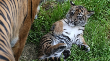 小老虎營養不良被安置 北加州動物園悉心照料