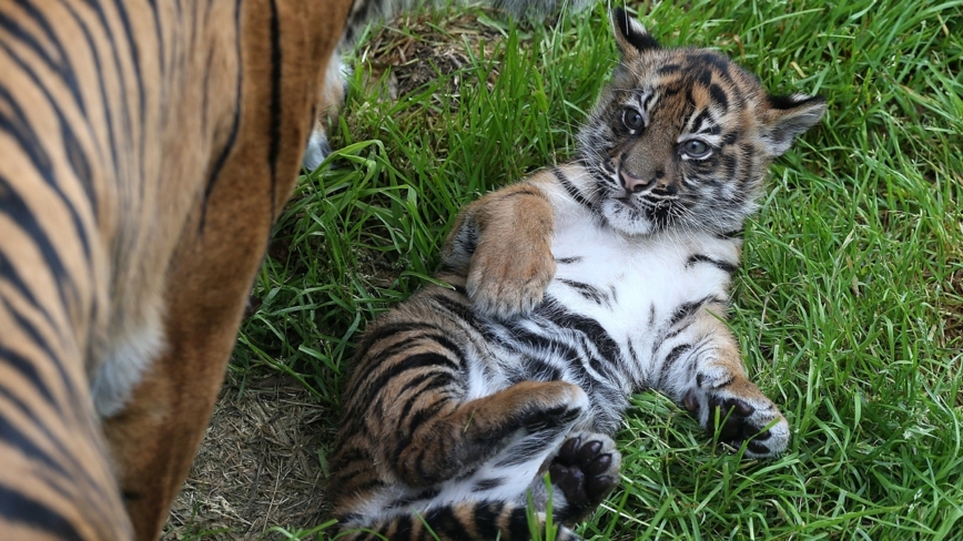 小老虎营养不良被安置 北加州动物园悉心照料