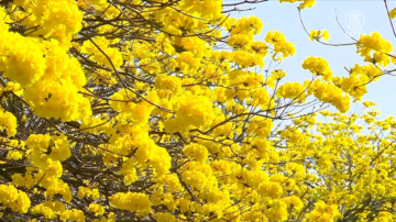 季节限定黄金花海 中埔“春嬉风铃飨宴”登场