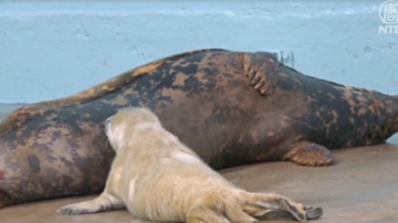 輕鬆一刻：眼盲灰海豹荒島瀕死 獲救後喜誕健康寶寶