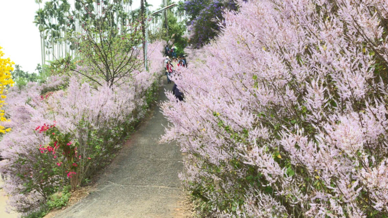 台灣南投 雲林麝香木滿開 粉色花海浪漫唯美