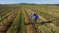 葡萄酒供應過剩 澳洲農民忍痛銷燬葡萄藤