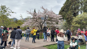 阿里山樱花季热情开跑