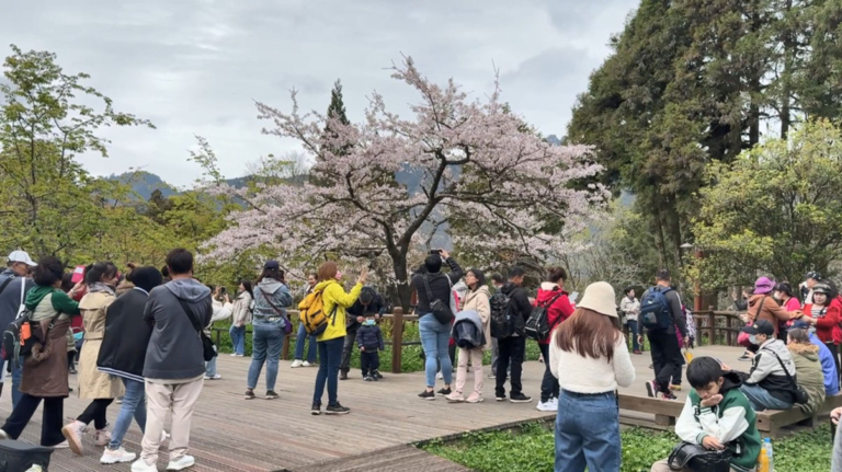 阿里山櫻花季熱情開跑