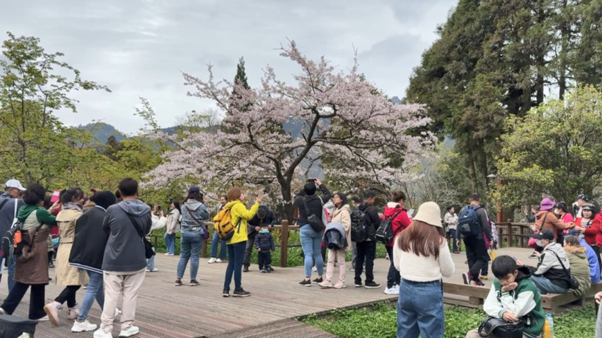 阿裡山櫻花季熱情開跑