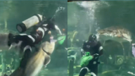西安海洋馆潜水员遭大鱼咬头 游客惊呼(视频)