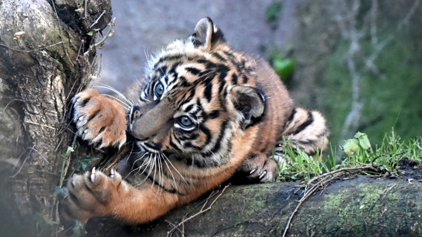 天降虎寶寶！羅馬動物園宣布撫養罕見計劃