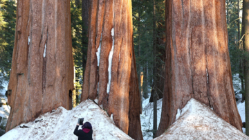 出走加州近兩百年 巨型紅杉另尋棲息地避野火