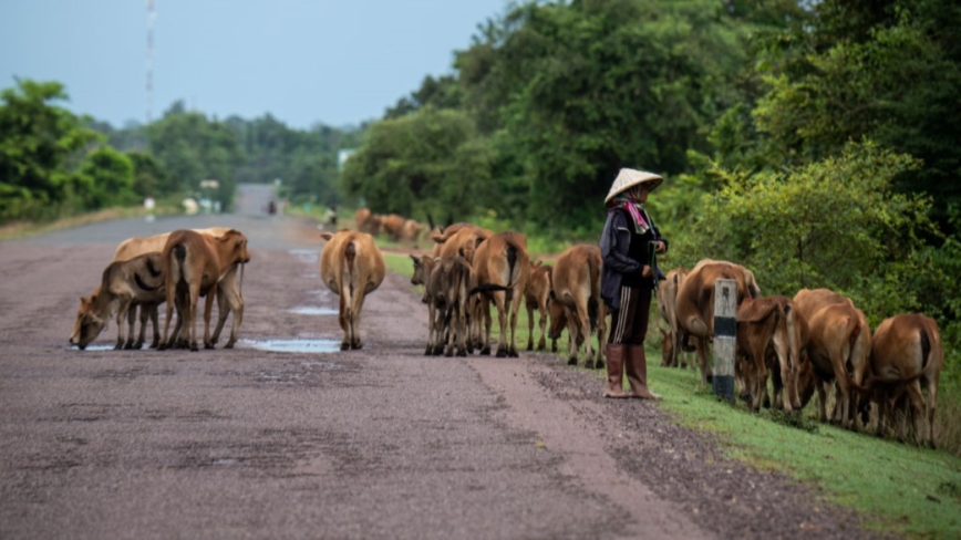 老挝爆炭疽病病例 泰国下令监视家畜情况