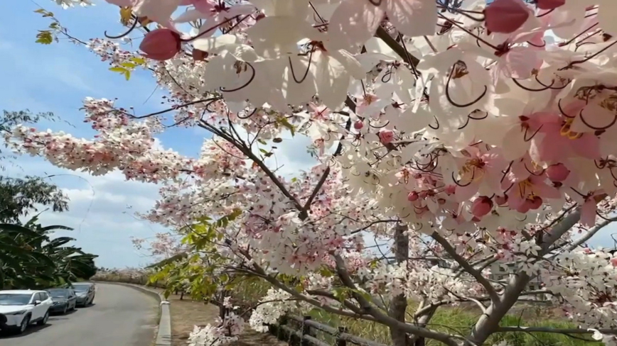 東高雄花旗木盛開 民眾把握假期賞粉紅花海