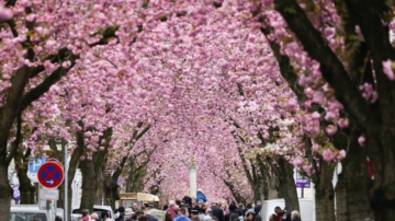 歐洲最美櫻花大道 德國波恩櫻花盛開