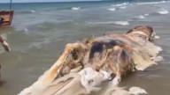 大馬海灘發現巨型動物屍體 引發熱議（視頻）