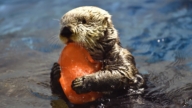 拯救海獺孤兒 加州出動海獺養母教育小海獺