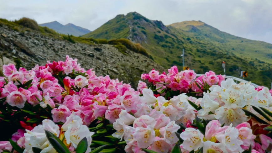 合欢山“玉山杜鹃”盛开 游客尽享美景