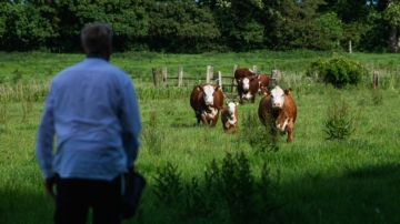喜迎春 丹麥奶牛奔向開闊田野 大批民眾參觀