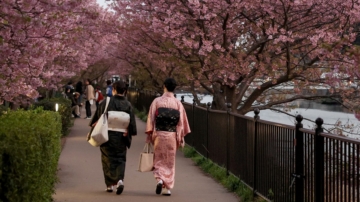 【你好日本】漫步櫻花季
