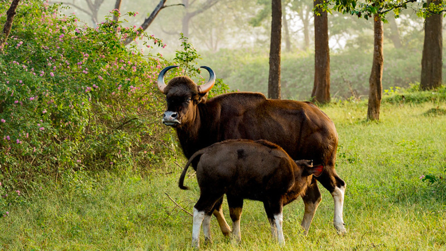 一隻印度野牛遭老虎獵殺 朋友出現救命