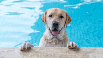 搞笑視頻：喜歡玩水的狗狗拒絕離開泳池