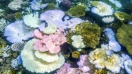 全球珊瑚白化面临灭顶 荷兰造方舟急救