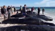 澳洲西海岸160头鲸鱼集体搁浅 28头不幸死亡