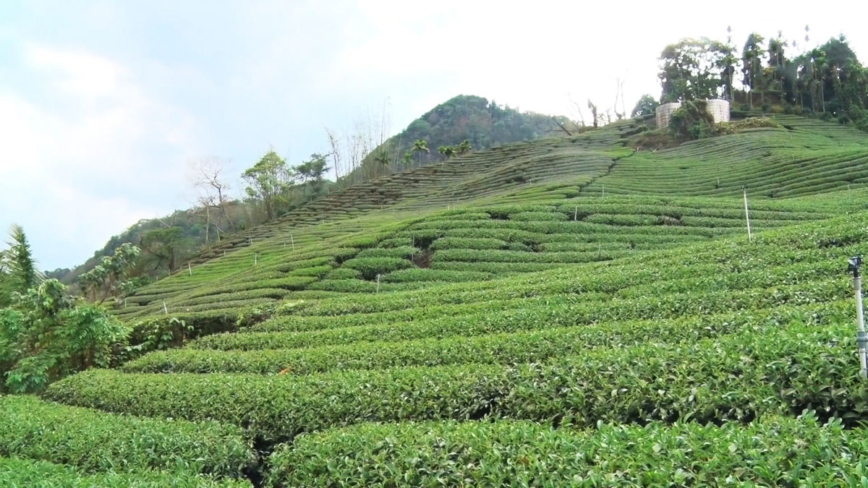 高雄、嘉义交界的青山茶区 传承那玛夏制茶历史