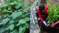 最高补助3千元 圣塔克拉拉鼓励种植低耗水植物