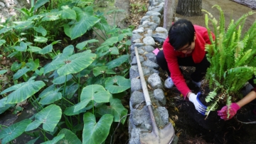 最高補助3千元 聖塔克拉拉鼓勵種植低耗水植物