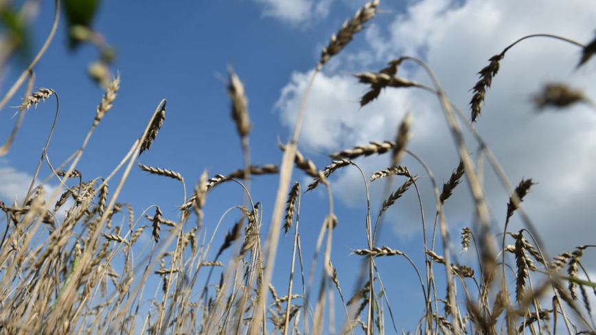 俄小麥遇暖春又遭霜凍 全球小麥價格創新高