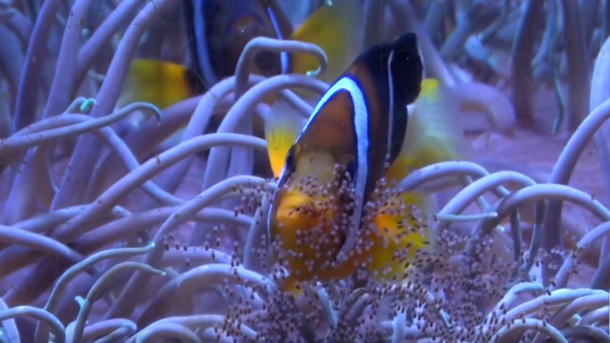 魟魚母子溫馨共游 海生館邀民眾賞生物母愛